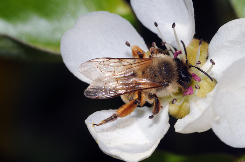 Apis mellifera e femmina di Andrena nigroaenea